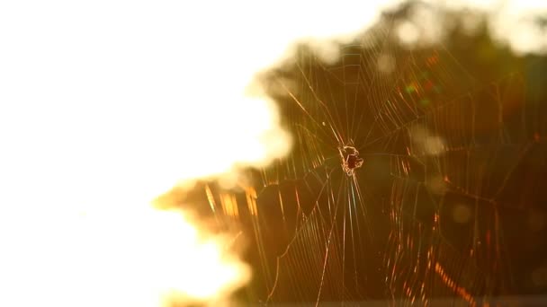 蜘蛛和蜘蛛网上午在风中飘扬 乡村一边的泰国清迈 — 图库视频影像