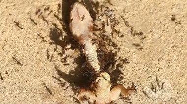 Group of ant biting dead lizard on ground, out door Chiangmai Thailand