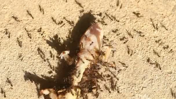 Group Ant Biting Dead Lizard Ground Out Door Chiangmai Thailand — Stockvideo