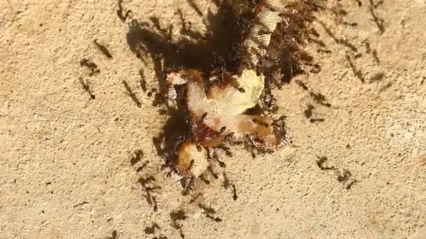 Ameisengruppe Beißt Tote Eidechse Auf Dem Boden Vor Der Tür — Stockvideo