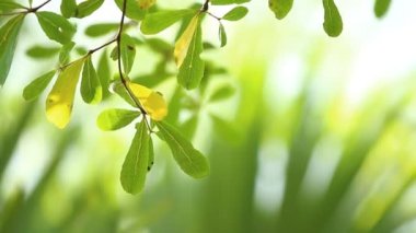 Yağmur yağarken rüzgarla hareket eden ağaç yaprakları, Chiangmai Tayland.