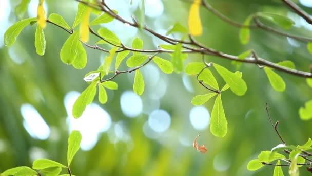 雨の日は風に揺れる木の葉 チェンマイ — ストック動画