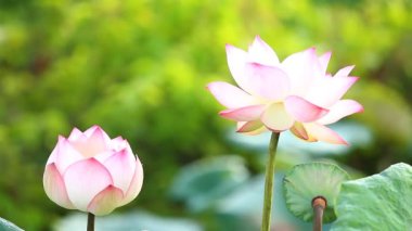 Bahçedeki güzel nilüfer çiçeği