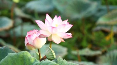 Bahçedeki güzel nilüfer çiçeği