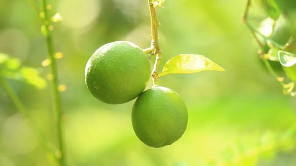 Plocka Grön Citron Utomhus Chiangmai Thailand — Stockvideo