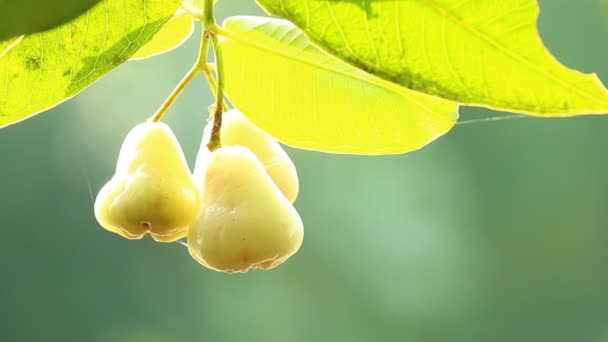Cerca Fruta Manzana Rosa Aire Libre Chiangmai Tailandia — Vídeos de Stock