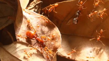 Karıncalar yaprağın üzerinde, dışarıda Chiangmai Tayland 'da dua ediyor.