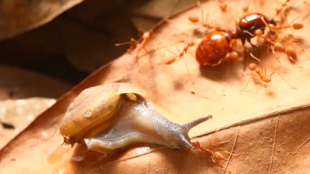 Hormiga Mordiendo Caracol Aire Libre Chiangmai Tailandia — Vídeo de stock