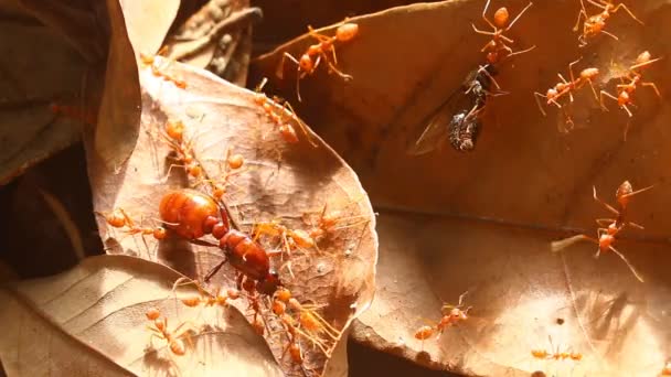 Μυρμήγκια Δαγκώνουν Προσεύχονται Στο Φύλλο Έξω Από Την Πόρτα Chiangmai — Αρχείο Βίντεο