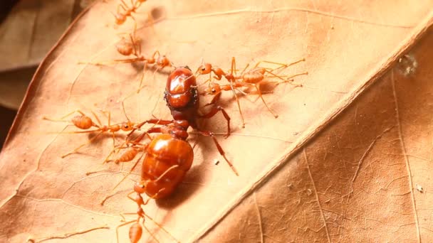 Fourmis Mordant Prier Sur Feuille Extérieur Chiangmai Thaïlande — Video