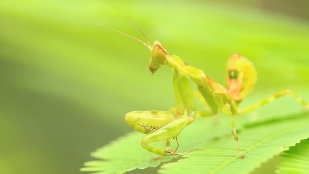 Micro Mantis Holding Leaf Out Door Chiangmai Ththailand — стоковое видео