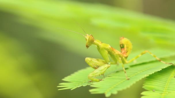 Micro Mantis Εκμετάλλευση Στο Φύλλο Έξω Από Την Πόρτα Chiangmai — Αρχείο Βίντεο