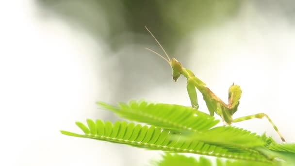 Micro Mantis Holding Leaf Out Door Chiangmai Thailand — стокове відео