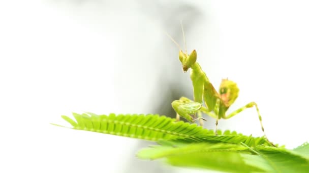 Micro Mantis Tenant Sur Feuille Extérieur Chiangmai Thaïlande — Video