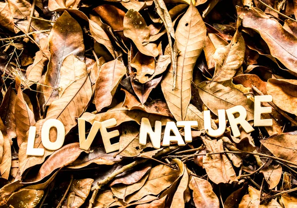 Amore Parola Natura Con Foglie Secche Sfondo Fuori Porta Chiangmai — Foto Stock