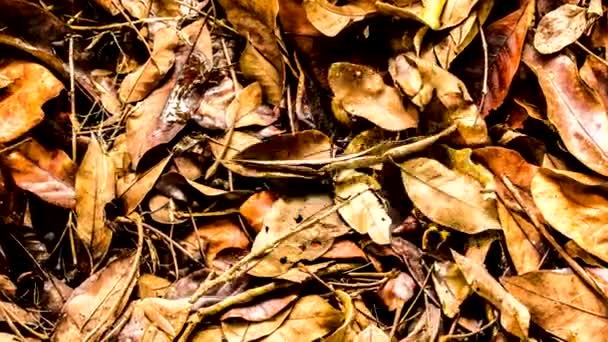 Stop Motion Love Nature Word Dry Leaves Background Out Door — Wideo stockowe