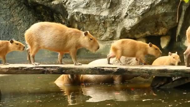 Capybara Groep Brug Chiangmai Thailand — Stockvideo