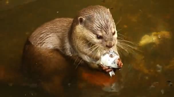 Otter Comer Pescado Estanque Chiangmai Tailandia — Vídeos de Stock