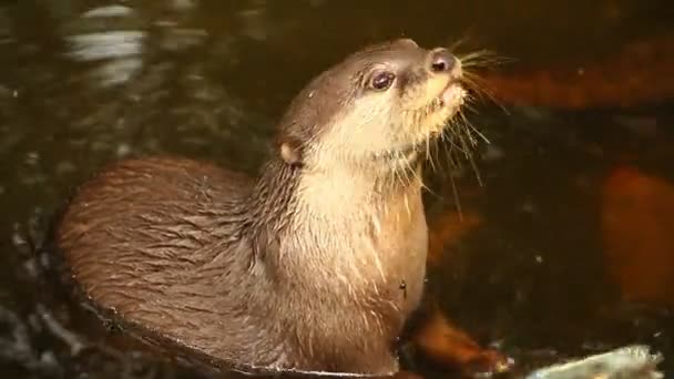 Otter Eating Fish Pond Chiangmai Thailand — Stock Video