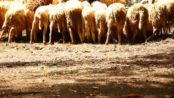 Sheeps Back Ground Out Door Chiangmai Thailand — Stockvideo