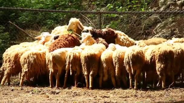 Ovce Rojí Jíst Trávu Farmě Venku Chiangmai Thajsko — Stock video