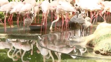 Group of flamingo bird in Chiangmai Thailand