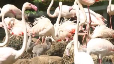 Group of flamingo bird in Chiangmai Thailand