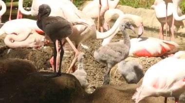 Group of flamingo bird in Chiangmai Thailand