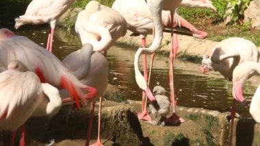 Group of flamingo bird in Chiangmai Thailand