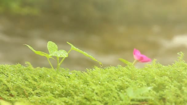 Green Plant Mist Garden Chiangmai Province Thailand — Video Stock