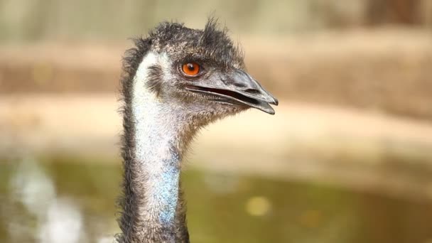 Close Emu Bird Chiangmai Tailandia — Vídeo de stock