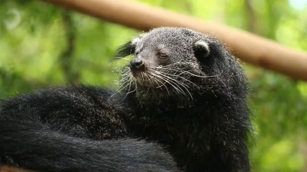 Binturong Στο Δέντρο Chiangmai Ταϊλάνδη — Αρχείο Βίντεο