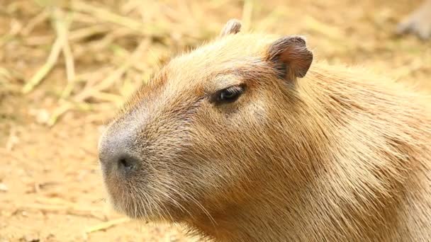 Közelkép Capybara Chiangmai Thaiföld — Stock videók