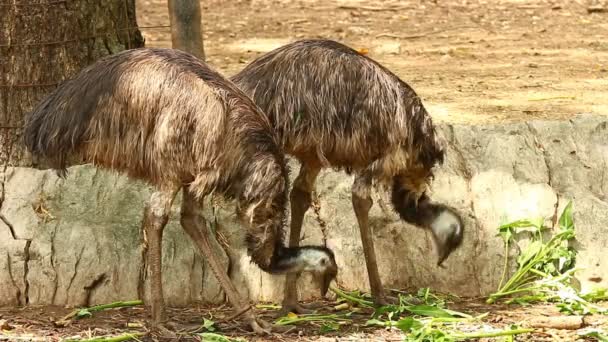 Emu Pájaro Comiendo Hierba Chiangmai Tailandia — Vídeos de Stock