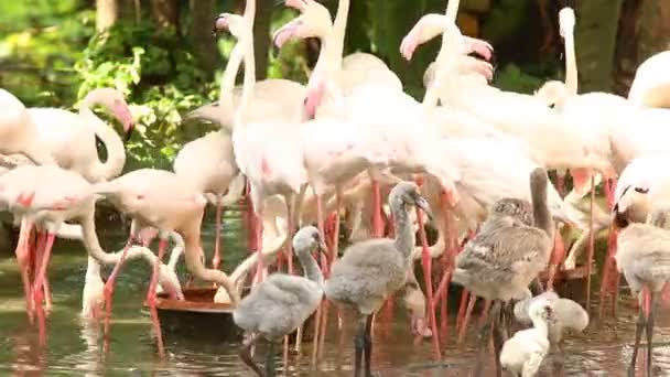 Grupo Aves Flamencas Chiangmai Tailandia — Vídeo de stock