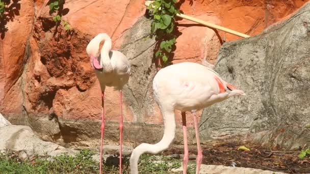 Группа Птиц Фламинго Чиангмае Таиланд — стоковое видео