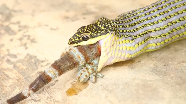 Green Snake Eating Gecko Out Door Chiangmai Thaïlande — Video