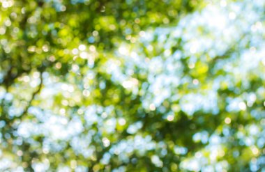 Bokeh of bulanık ağaç yaprakları güneş ışığıyla, sabah Chiangmai Tayland.