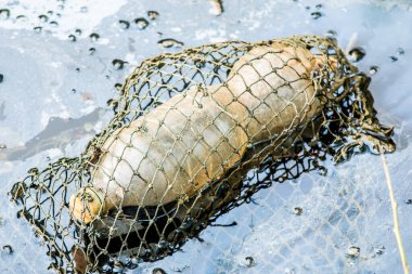 Ağdaki plastik su şişesi kirli su üzerinde yüzüyor, plastik kirlilik kavramı.