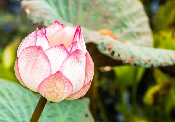 Pembe lotus gölette, açık havada Chiangmai Tayland
