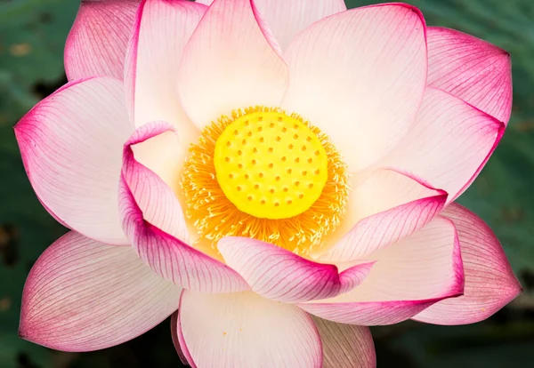 Pembe lotus gölette, açık havada Chiangmai Tayland