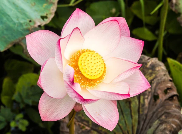 Pembe lotus gölette, açık havada Chiangmai Tayland