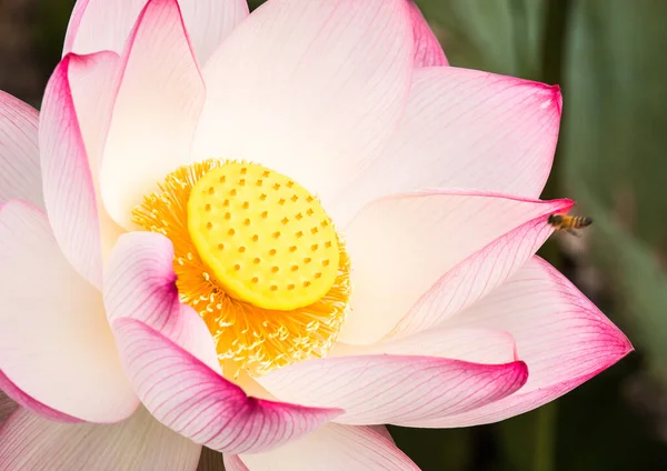 Pembe lotus gölette, açık havada Chiangmai Tayland