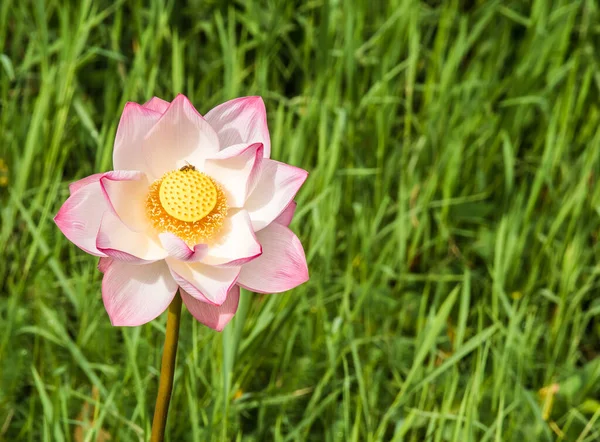 Pembe lotus gölette, açık havada Chiangmai Tayland