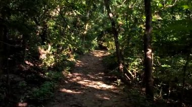 Bir adam ormanda yürüyor, Chiangmai Tayland 'da.