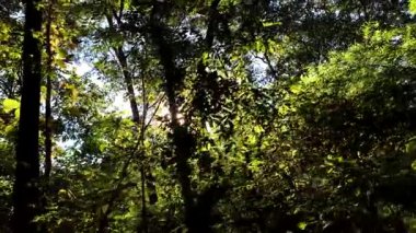 Ormanda güneş ışığıyla ağaçlar, Chiangmai Tayland.