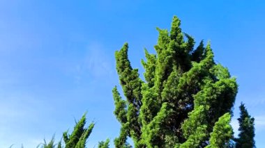 Mavi gökyüzü arka planlı çam ağaçları, Chiangmai Tayland.