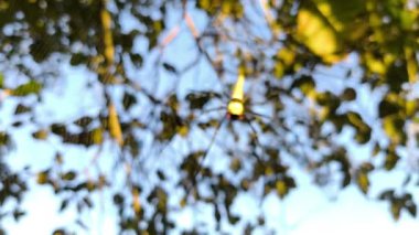 Bulanık örümcek ağda, Chiangmai Tayland açıklarında..