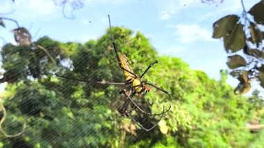 Örümcek ağda, Chiangmai THailand açıklarında..