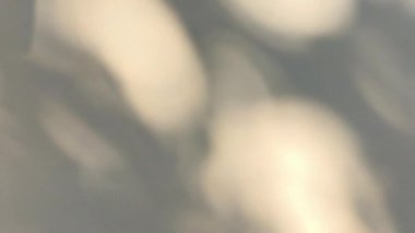 Bulanık yapraklar duvarda, Chiangmai bölgesi Tayland 'da..